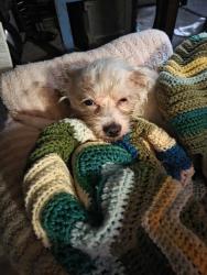 Lost Male Dog last seen Leigh and shasta, San Jose, CA 95126