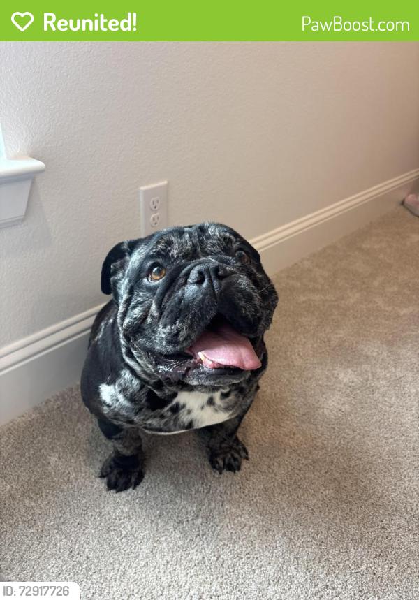 Reunited Male Dog last seen Fiest Elementary, Houston, TX 77095