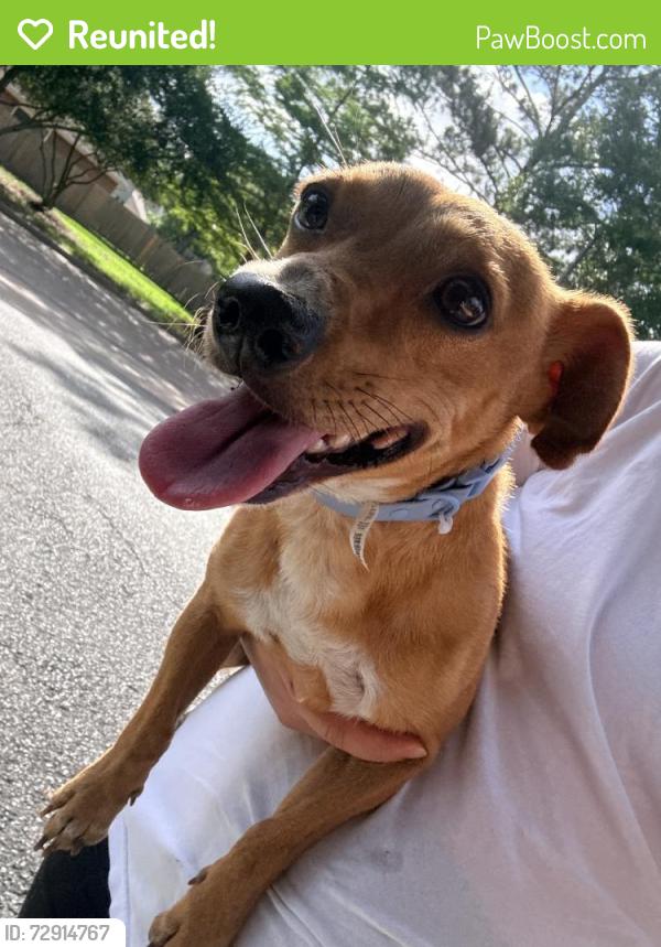 Reunited Male Dog last seen Barkery cypress and spring cypress, Cypress, TX 77429