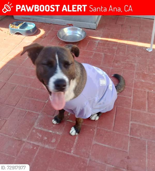 Lost Male Dog last seen First and Lyon , Santa Ana, CA 92701