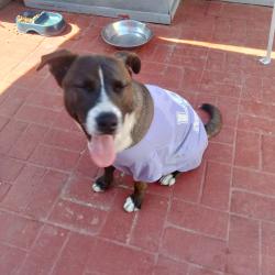 Lost Male Dog last seen First and Lyon , Santa Ana, CA 92701