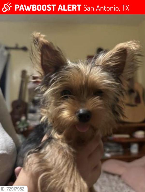 Lost Male Dog last seen Overton way , San Antonio, TX 78221