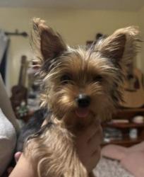 Lost Male Dog last seen Overton way , San Antonio, TX 78221