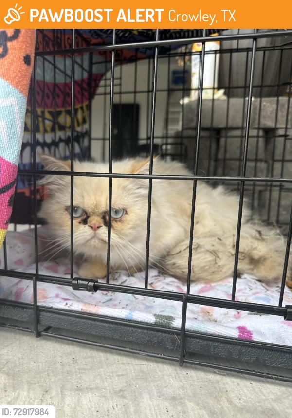 Found/Stray Unknown Cat last seen Sunnycreek Neighborhood, Crowley, TX 76036