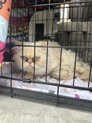 Found/Stray Unknown Cat last seen Sunnycreek Neighborhood, Crowley, TX 76036