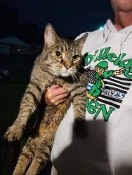 Reunited Male Cat last seen Jessup Road, Tallahassee off of Cheviot Road, White Oak, OH 45239