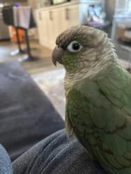 Lost Male Bird last seen Love lane and highland ave , Warwick, RI 02886