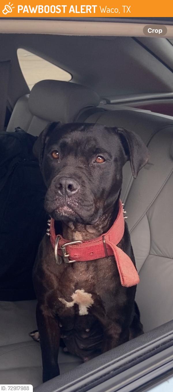 Found/Stray Female Dog last seen Old Robinson rd , Waco, TX 76706