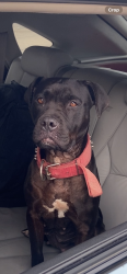 Found/Stray Female Dog last seen Old Robinson rd , Waco, TX 76706