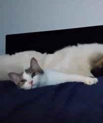 Reunited Female Cat last seen Bedell and Dennison, Kemptville, ON K0G
