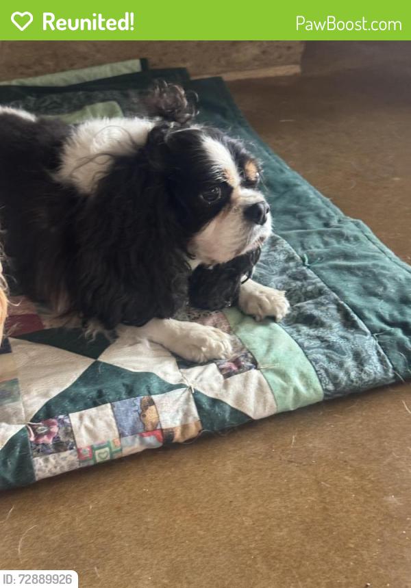 Reunited Female Dog last seen Southfork Circle & Elmwood, Pottsboro, TX 75076