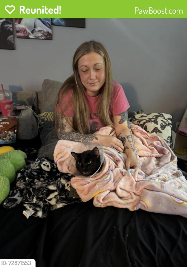 Reunited Male Cat last seen Behind Burlington kroger, Burlington, KY 41005