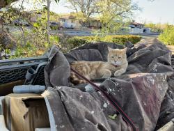 Reunited Male Cat last seen Copper, Wyoming, General Arnold, Albuquerque, NM 87111
