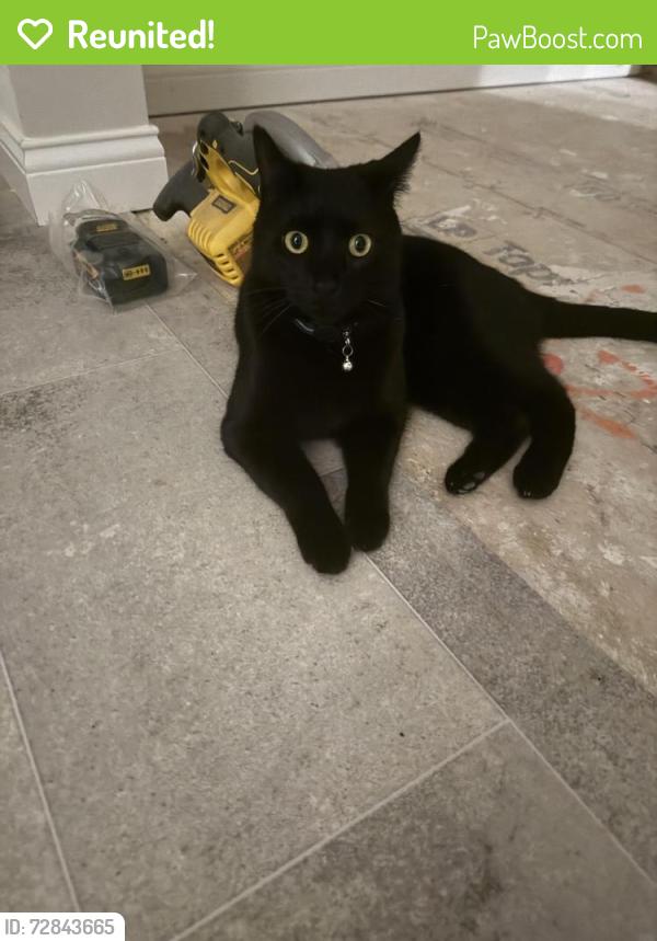 Reunited Male Cat last seen Prbble Grove , Goshen, OH 45122