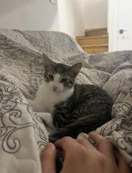Reunited Male Cat last seen Drumgool road east, Staten Island, NY 10312