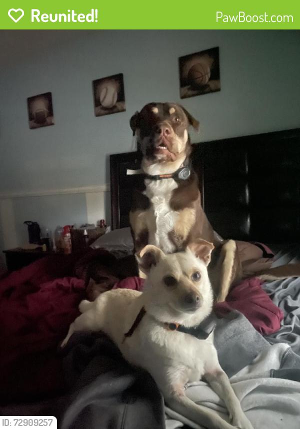 Reunited Female Dog last seen Near Walter Raleigh, San Antonio, TX 78239, USA, San Antonio, TX 78239