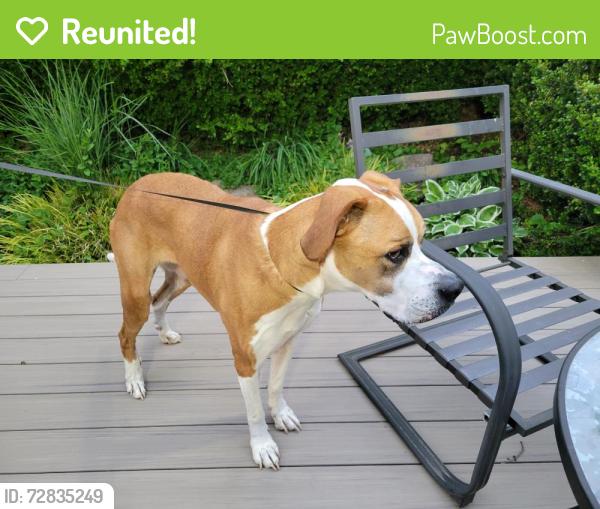 Reunited Male Dog last seen Thousand Oaks in So. Chas, South Charleston, WV 25303