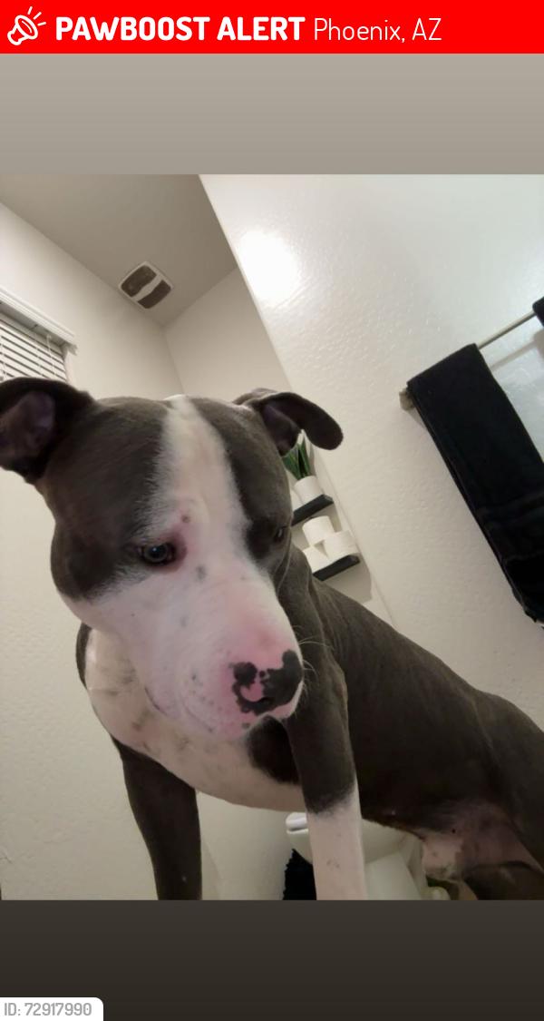 Lost Male Dog last seen avila, Phoenix, AZ 85037