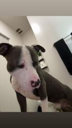 Lost Male Dog last seen avila, Phoenix, AZ 85037