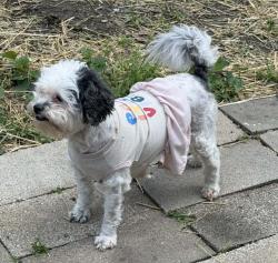 Lost Female Dog last seen Elmwood ave, Kansas City, MO 64124
