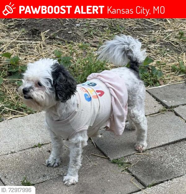 Lost Female Dog last seen Elmwood ave, Kansas City, MO 64124