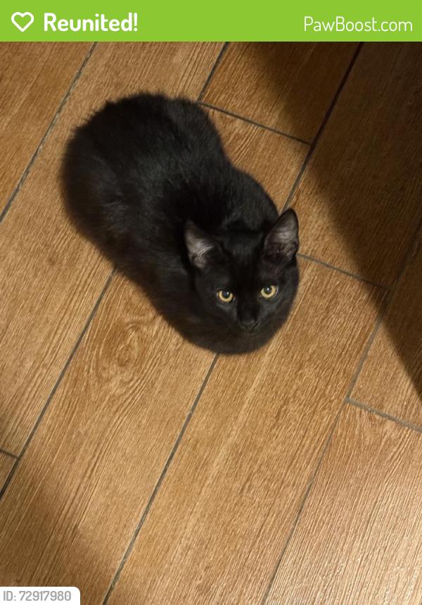 Reunited Male Cat last seen Near Saticoy St, Van Nuys, CA 91405, USA, Los Angeles, CA 91405