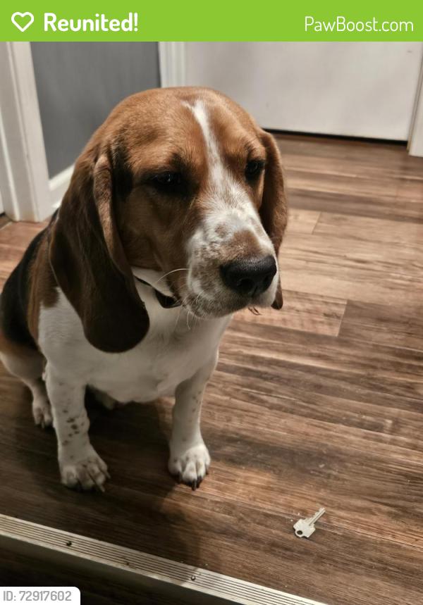 Reunited Male Dog last seen Near & E Steger Rd, Crete, IL 60417