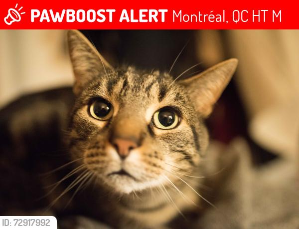 Deceased Male Cat last seen Bélanger et 24e, Montréal, QC H1T 3M8