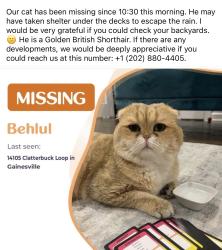 Reunited Male Cat last seen Near Clatterbuck loop  Gainesville 20155, Gainesville, VA 20155