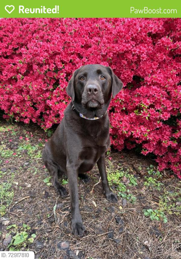 Reunited Male Dog last seen Near Tower Rd, Greensboro, NC 27410, USA, Greensboro, NC 27410
