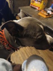 Reunited Male Dog last seen Smiley rd, Hamilton, OH 45013