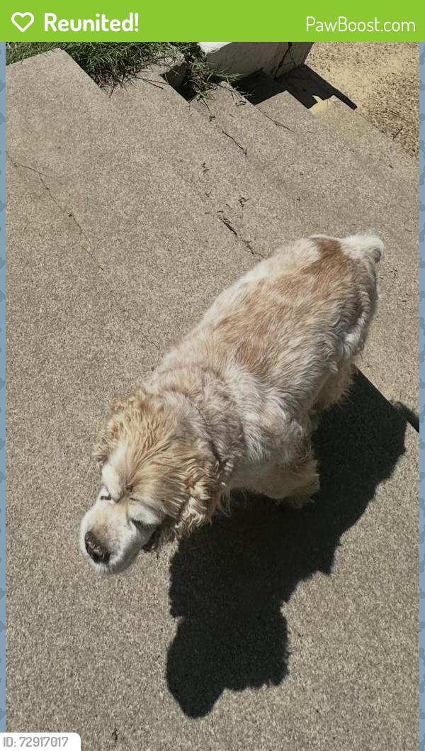Reunited Male Dog last seen Tiffany park , Arlington , Arlington, TX 76016