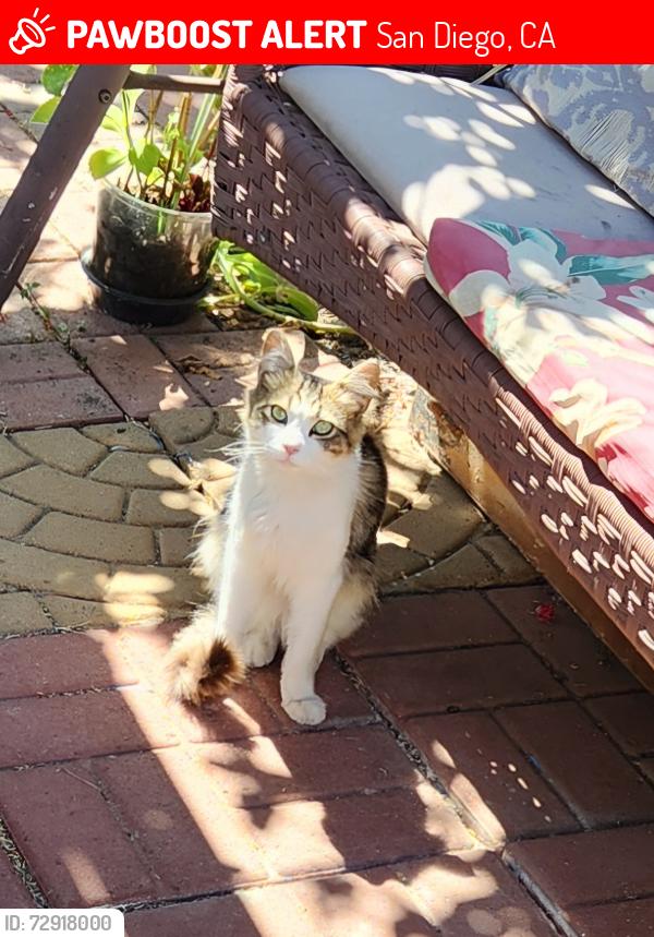 Lost Male Cat last seen 47th and Wightman st, San Diego, CA 92105