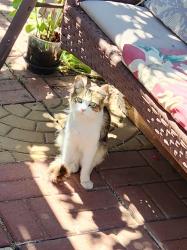 Lost Male Cat last seen 47th and Wightman st, San Diego, CA 92105