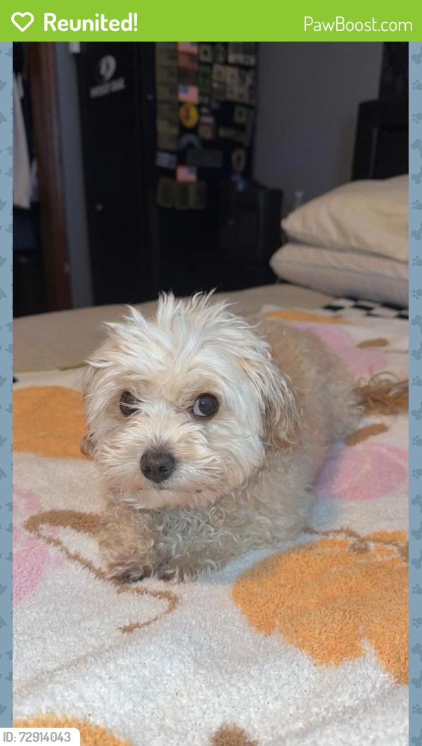 Reunited Male Dog last seen Near Summer Winds Dr SE, Rio Rancho, NM 87124, USA, Rio Rancho, NM 87124