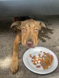 Found/Stray Female Dog last seen Engle Ave, Illinois Ave , Dallas, TX 75224