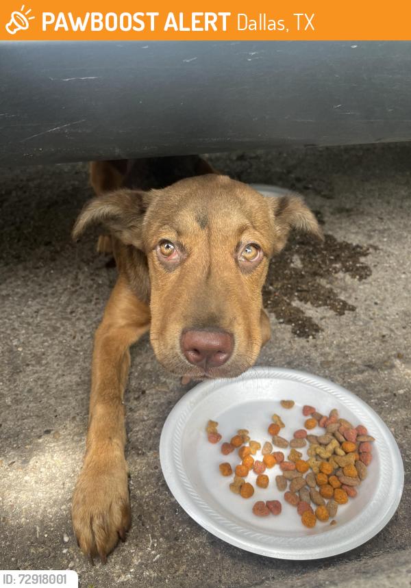 Found/Stray Female Dog last seen Engle Ave, Illinois Ave , Dallas, TX 75224