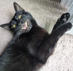 Shelter Stray Unknown Cat last seen Madison, WI , Madison, WI 53718