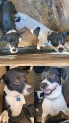 Lost Male Dog last seen Copper Street & Calumet Mine Road, Stockton, UT 84071