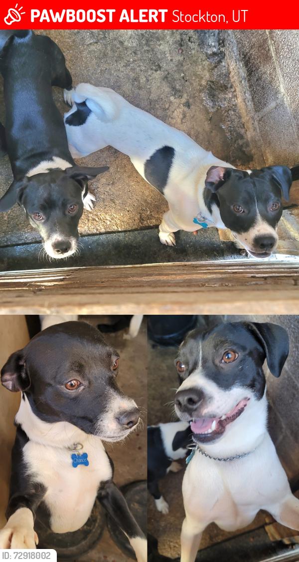 Lost Male Dog last seen Copper Street & Calumet Mine Road, Stockton, UT 84071