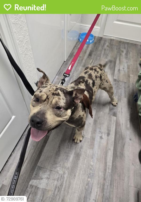 Reunited Male Dog last seen Near Marion Oaks Dr, Ocala, FL 34473, USA, Ocala, FL 34473