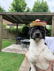 Found/Stray Male Dog last seen Helmers and Caplin , Houston, TX 77022