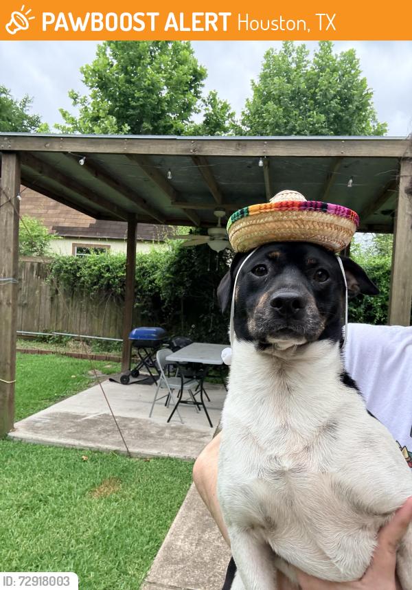 Found/Stray Male Dog last seen Helmers and Caplin , Houston, TX 77022