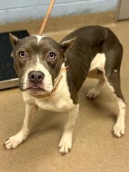Shelter Stray Female Dog last seen Near CLEVELAND RD, 30038, GA, Atlanta, GA 30341