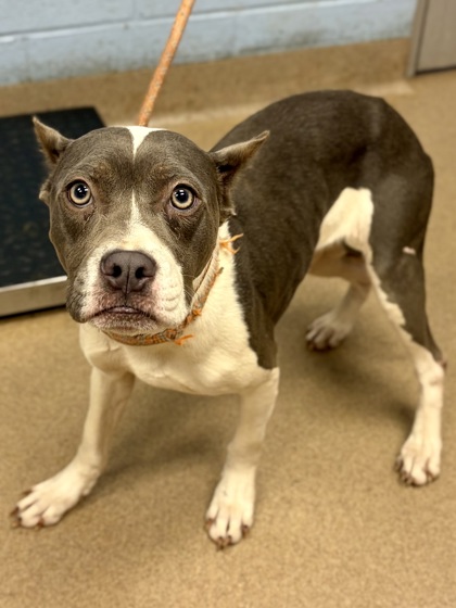 Shelter Stray Female Dog last seen Near CLEVELAND RD, 30038, GA, Atlanta, GA 30341