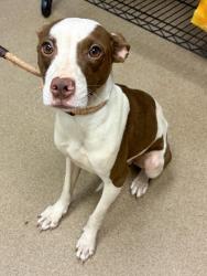 Shelter Stray Female Dog last seen Near CLEVELAND RD, 30038, GA, Atlanta, GA 30341