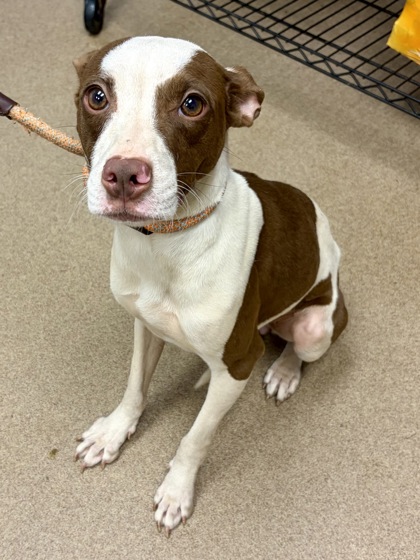 Shelter Stray Female Dog last seen Near CLEVELAND RD, 30038, GA, Atlanta, GA 30341