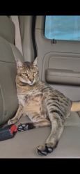 Reunited Male Cat last seen Near SW Aztec Ave, Port St. Lucie, FL 34953, USA, Port St. Lucie, FL 34953
