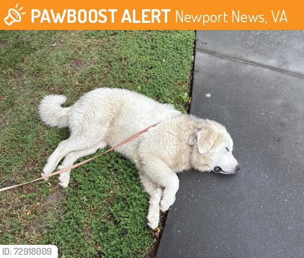 Found/Stray Male Dog last seen Miller Rd and Elowro, Newport News, VA 23602