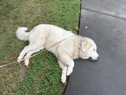 Found/Stray Male Dog last seen Miller Rd and Elowro, Newport News, VA 23602